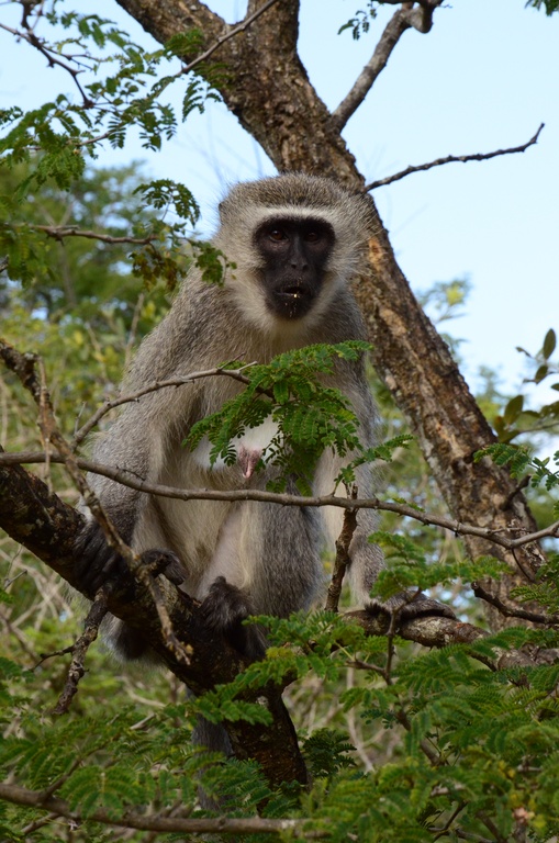 2015-05 South Africa/iMfolozi/DSC_0204.JPG
